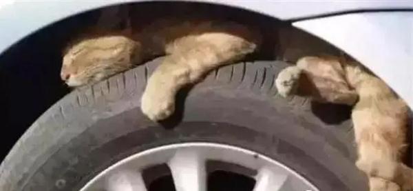 睿芽网阅网址是什么_睿迎网_睿迎网官方网站